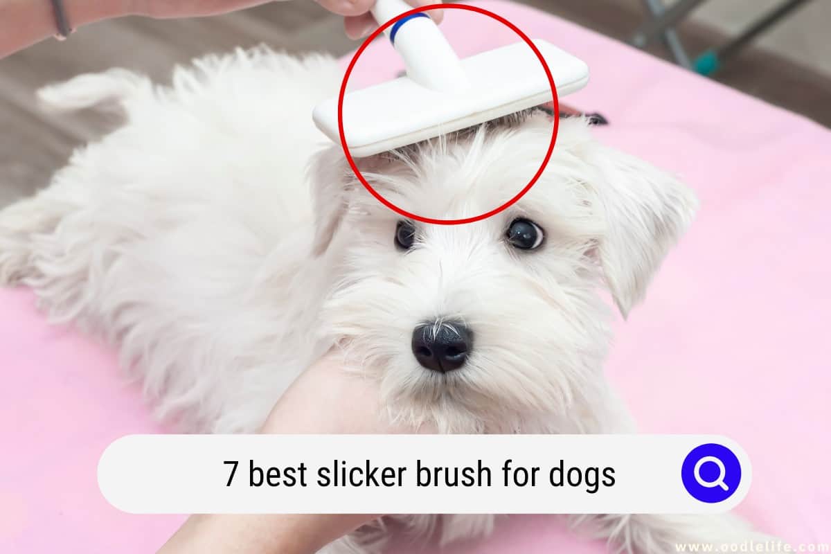 Does A Slicker Brush Hurt Dogs Does A Slicker Brush Hurt Dogs