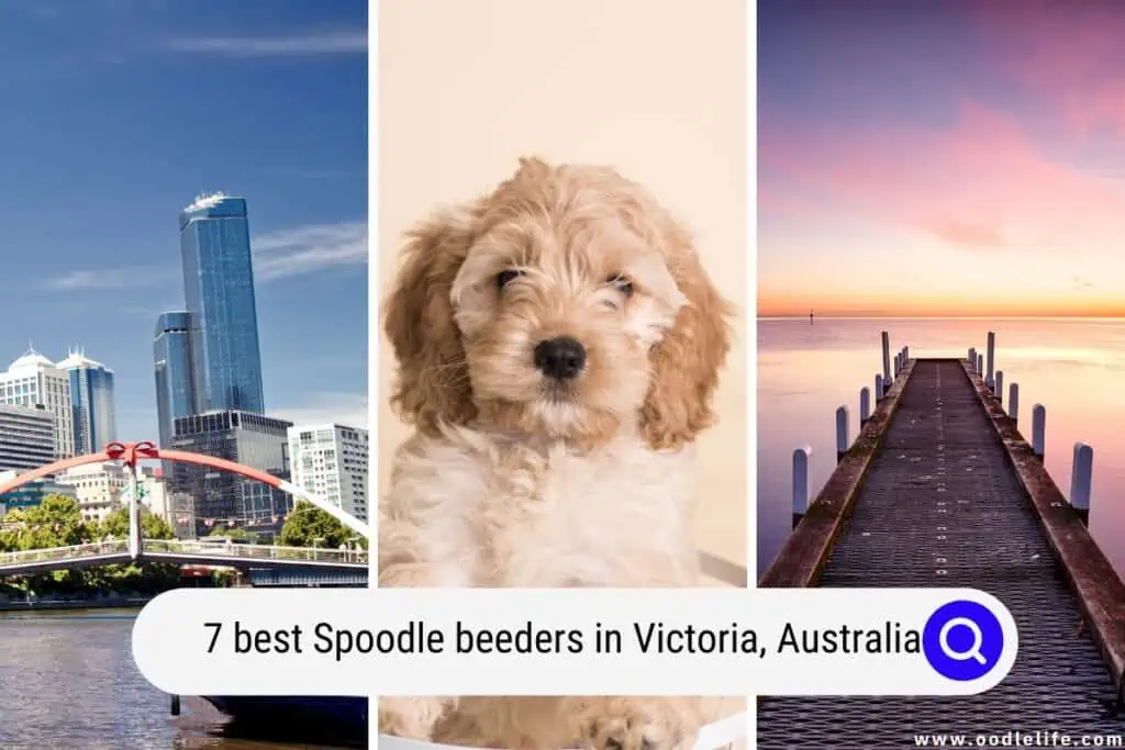 Spoodle breeders in Victoria