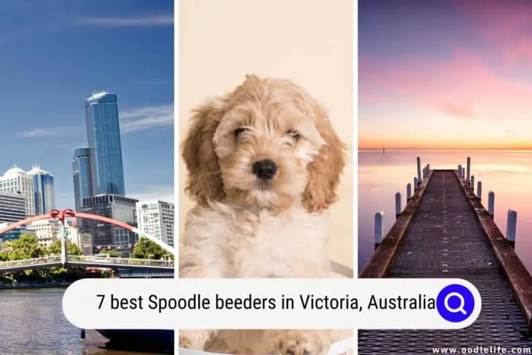 7 Best Spoodle Breeders in Victoria, Australia (2024)