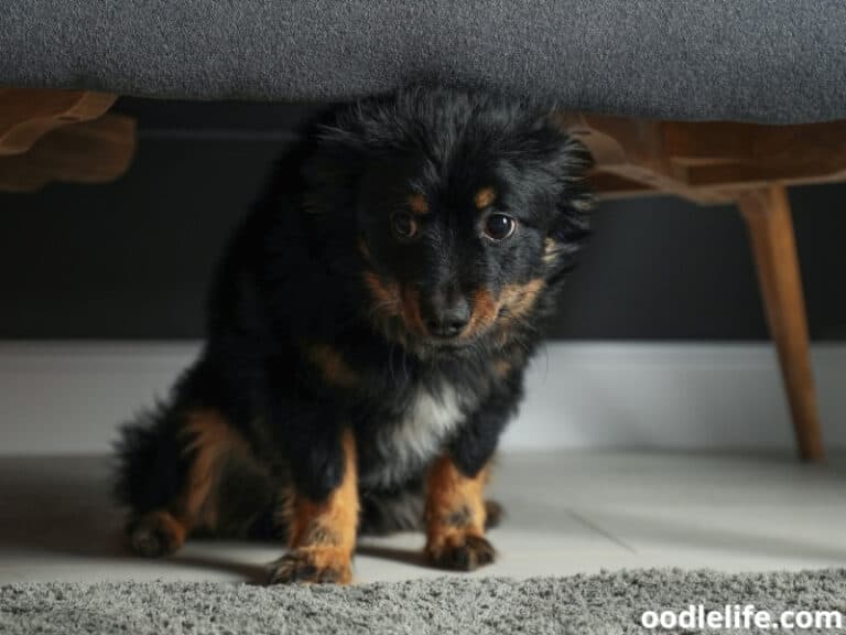 5 Best UndertheBed Blockers For Pets (2023) Plus DIY Oodle Life
