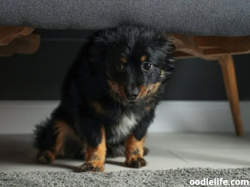 stressed dog hides under the sofa
