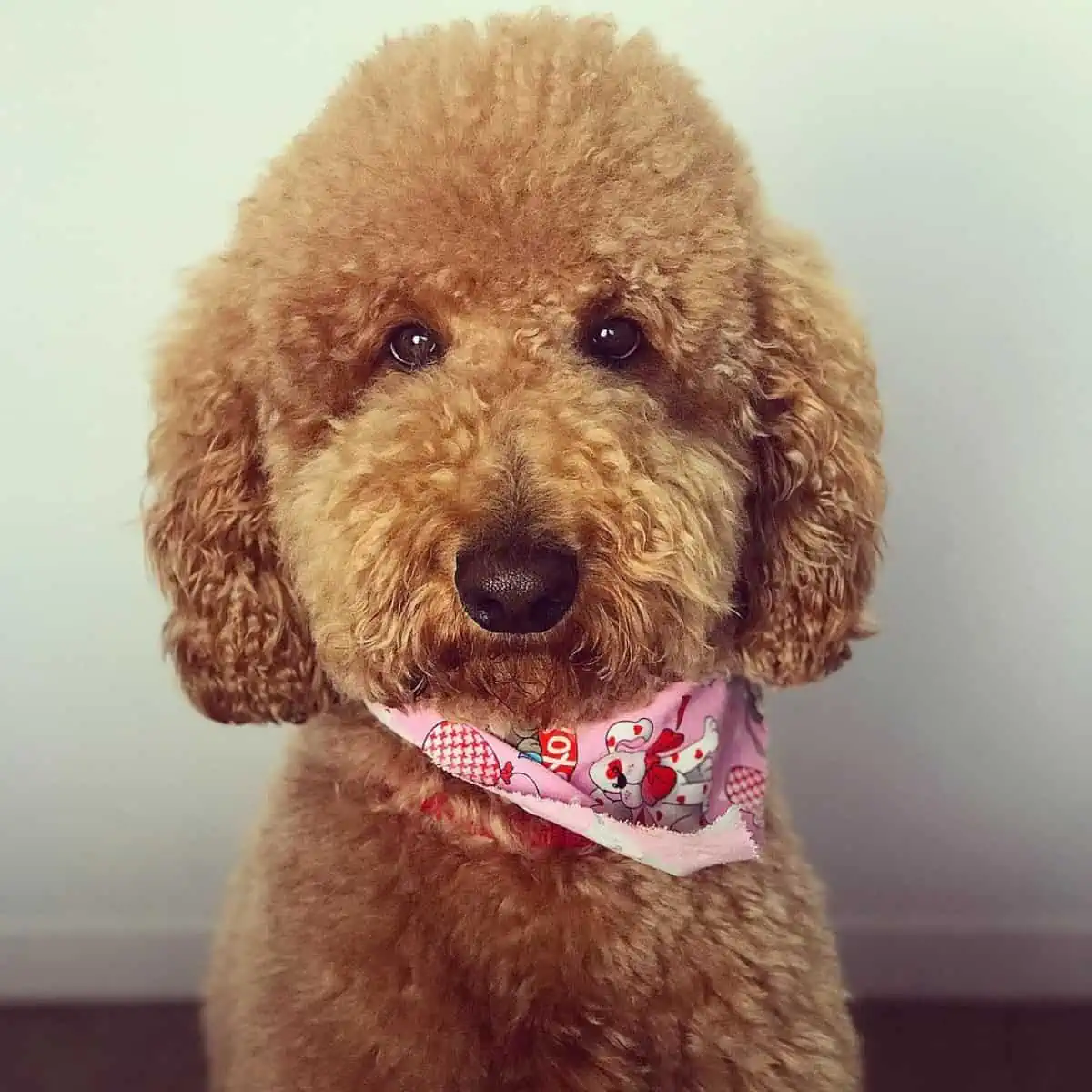 teddy bear cut for Poodle