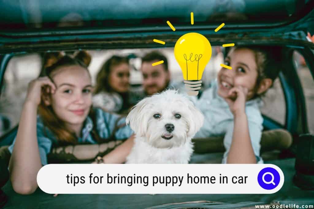 bringing puppy home in car