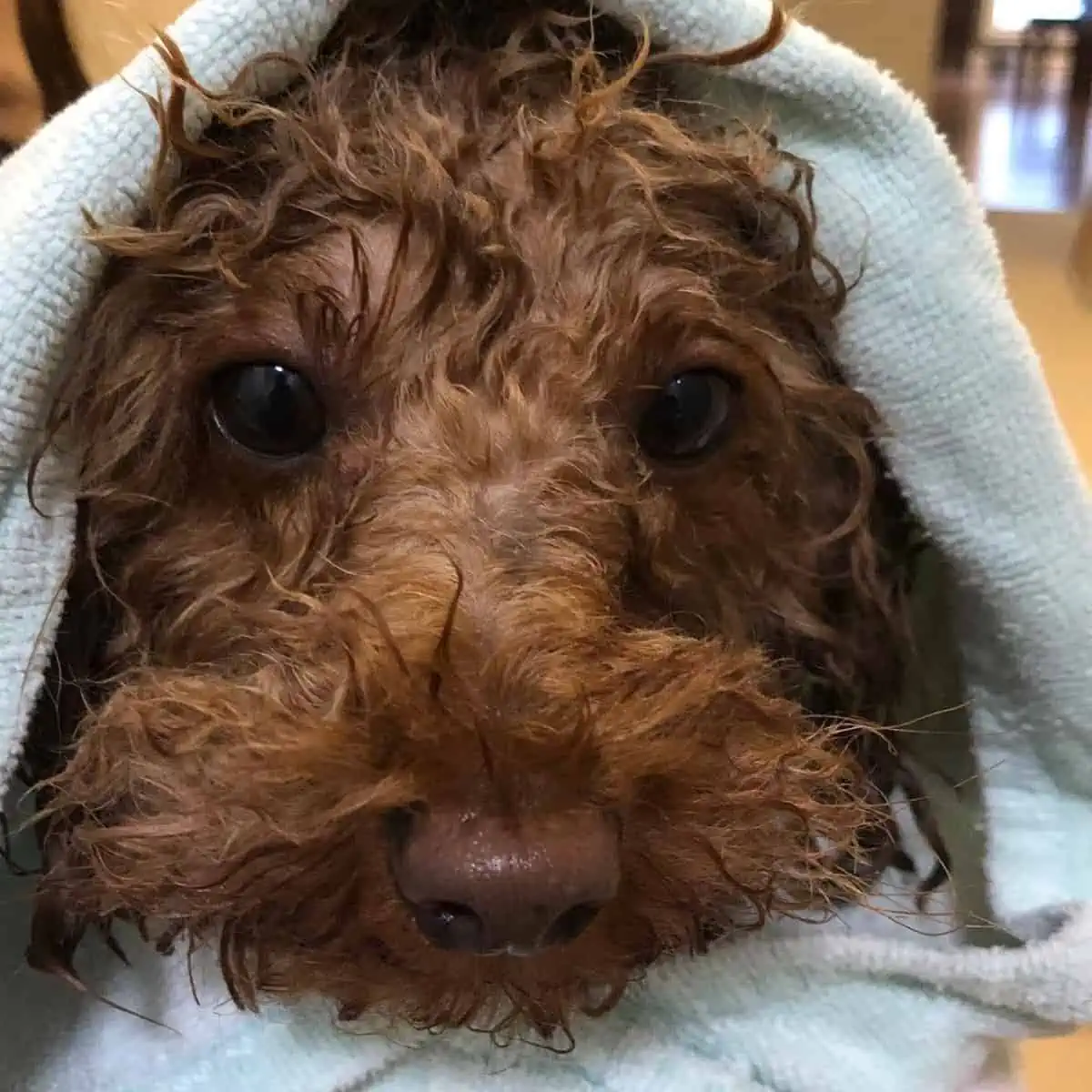 towel-drying the poodle