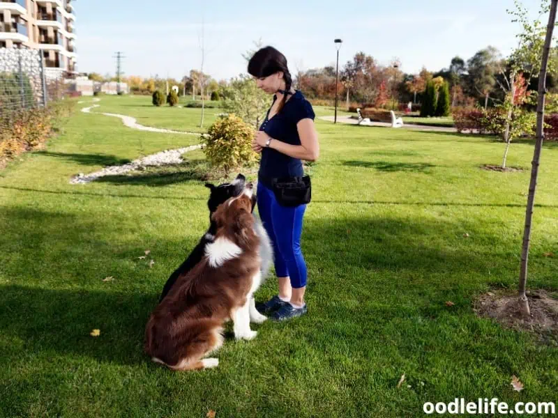 two dogs and a trainer