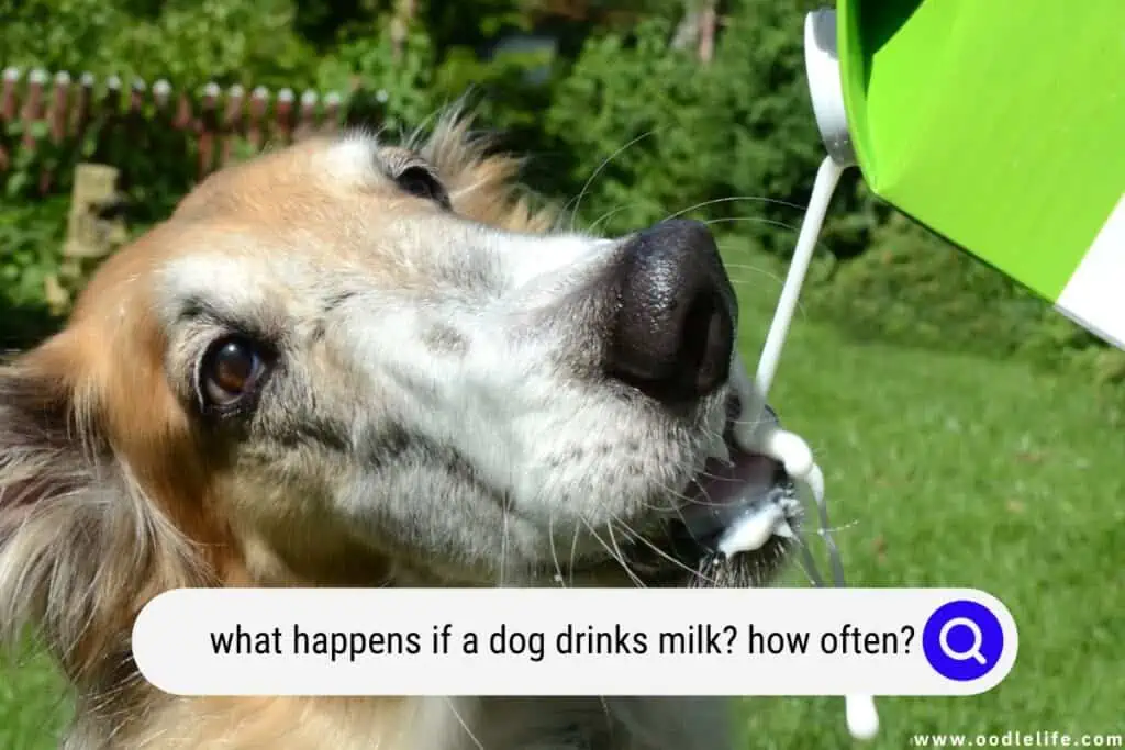 what happens if a dog drinks milk