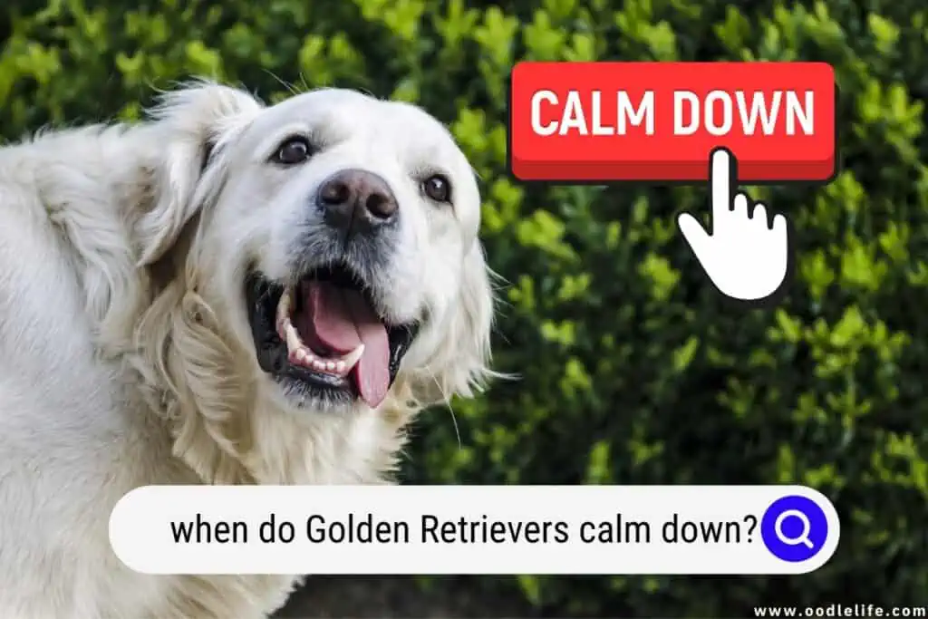 when do Golden Retrievers calm down