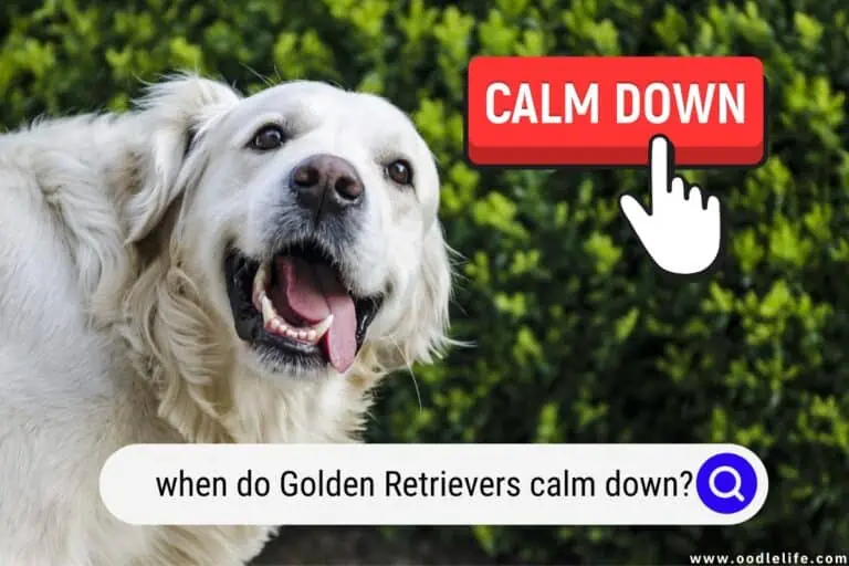When Do Golden Retrievers Calm Down?