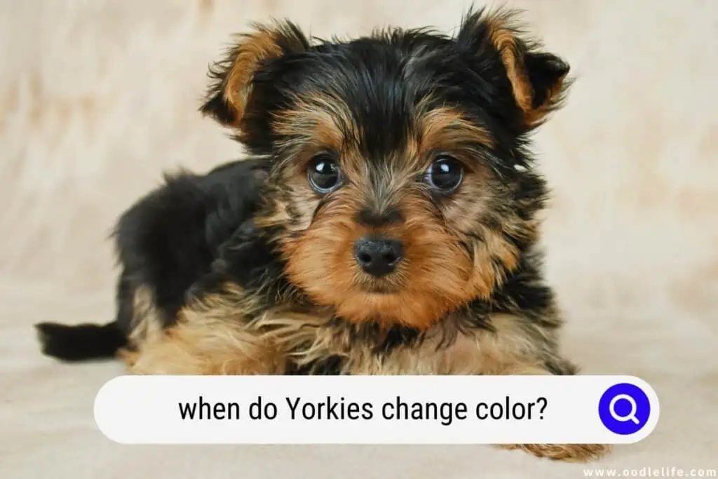 when do Yorkies change color