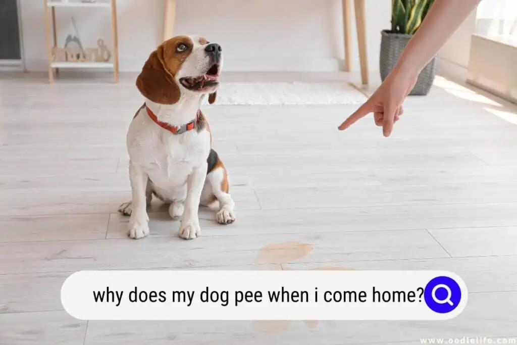 why does my dog pee when I come home