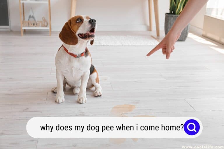 Why Does My Dog Pee When I Come Home? Oodle Life