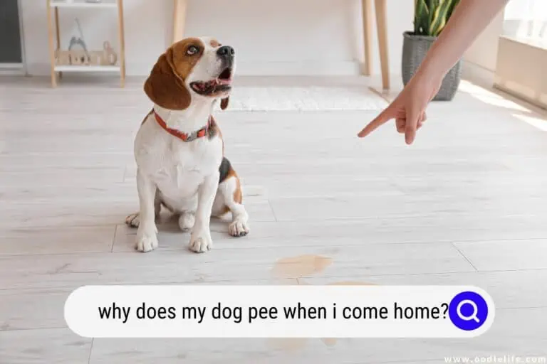 Why Does My Dog Pee When I Come Home?