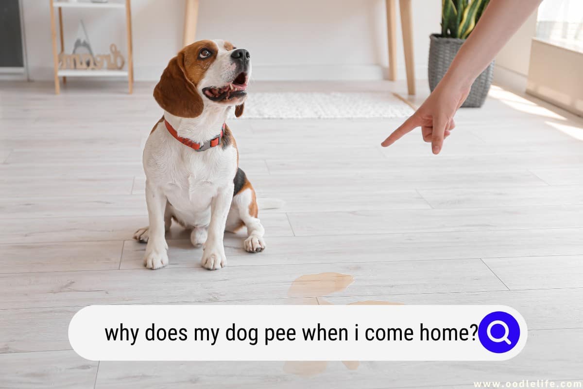 Why Does My Dog Pee When I Come Home? Oodle Life