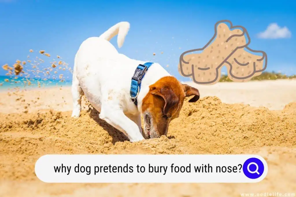 why dog pretends to bury food with nose