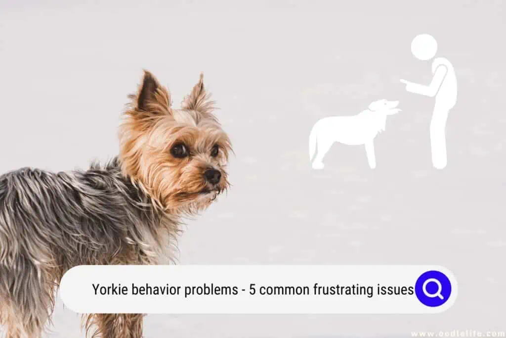 Yorkie behavior