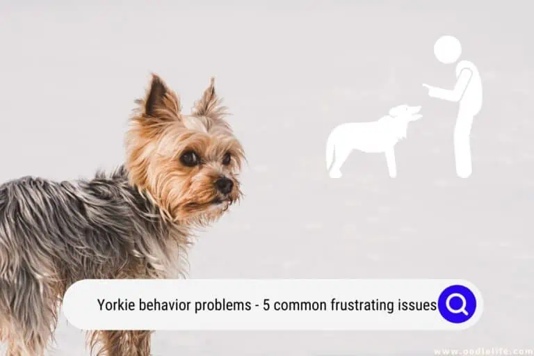 Yorkie Behavior Problems (5 Common FRUSTRATING Issues)
