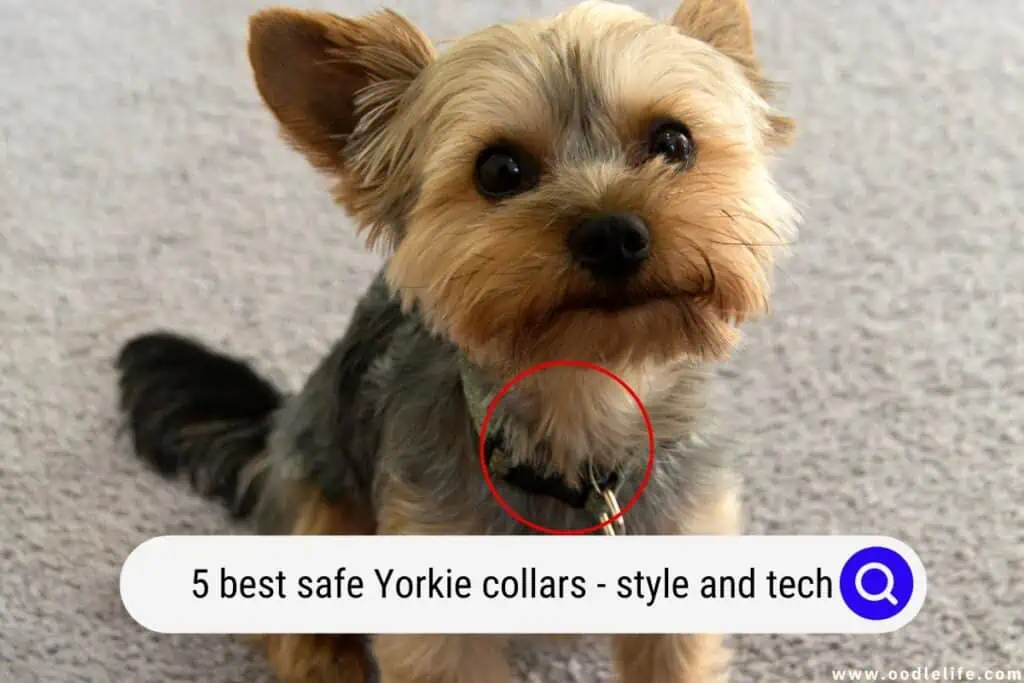 5 Best SAFE Yorkie Collars Style And Tech OodleLife