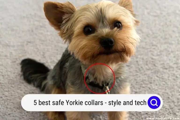 5 Best SAFE Yorkie Collars (Style and Tech)