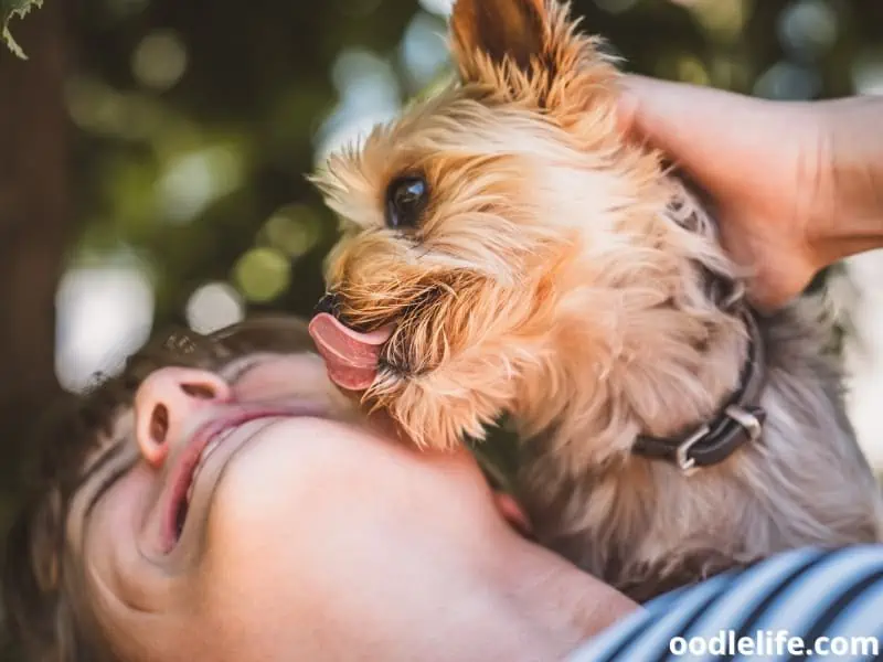 Yorkie licks his owner