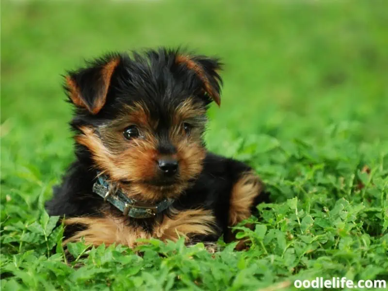 Yorkie puppy sits on the garden