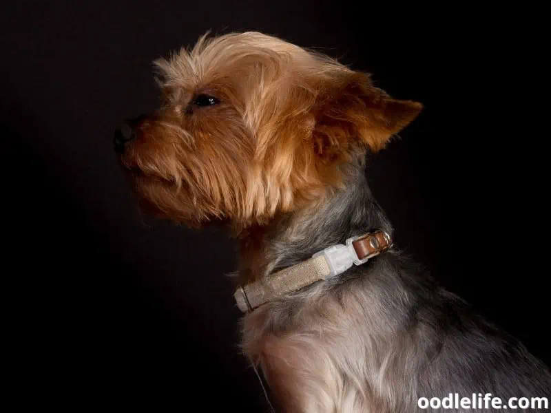 Yorkie side view wears collar