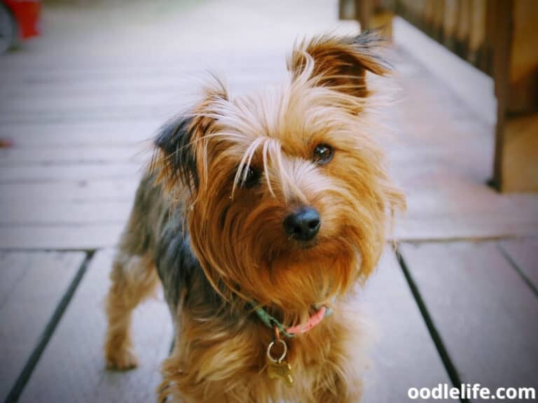 5 Best SAFE Yorkie Collars (Style And Tech) Oodle Life