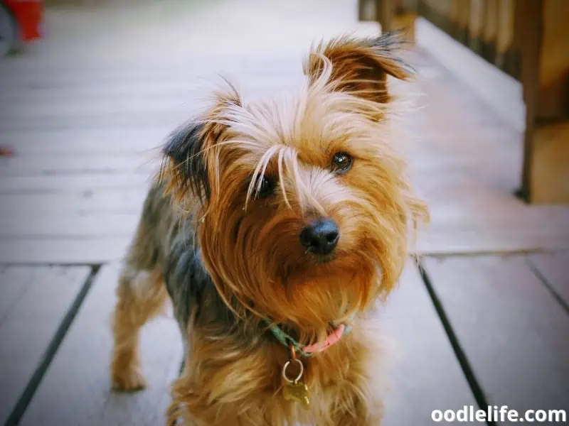 Yorkie wears a collar