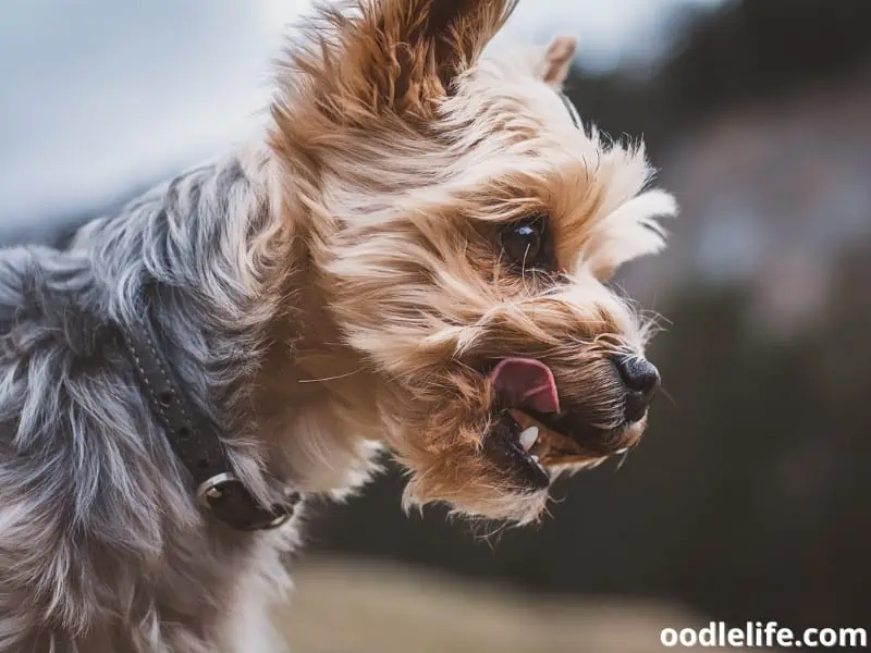 Yorkie with black collar