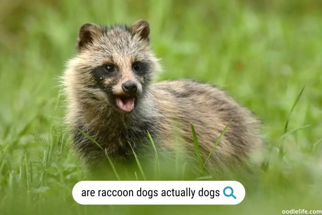 are raccoon dogs actaully dogs