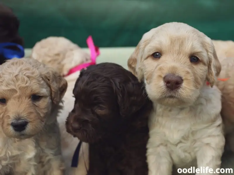 Australian Labradoodles mixed colors