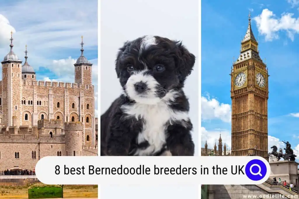 Berneoodle breeders in the UK