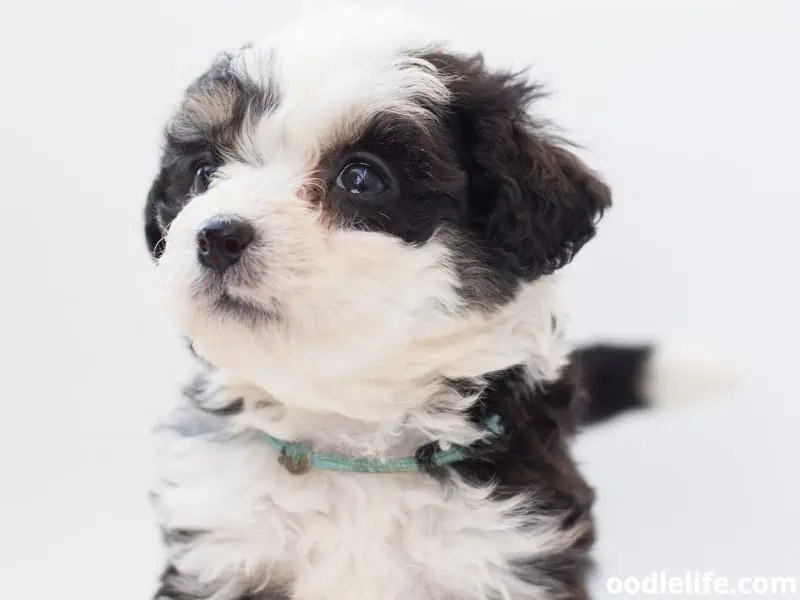 Bernedoodle puppy with collar
