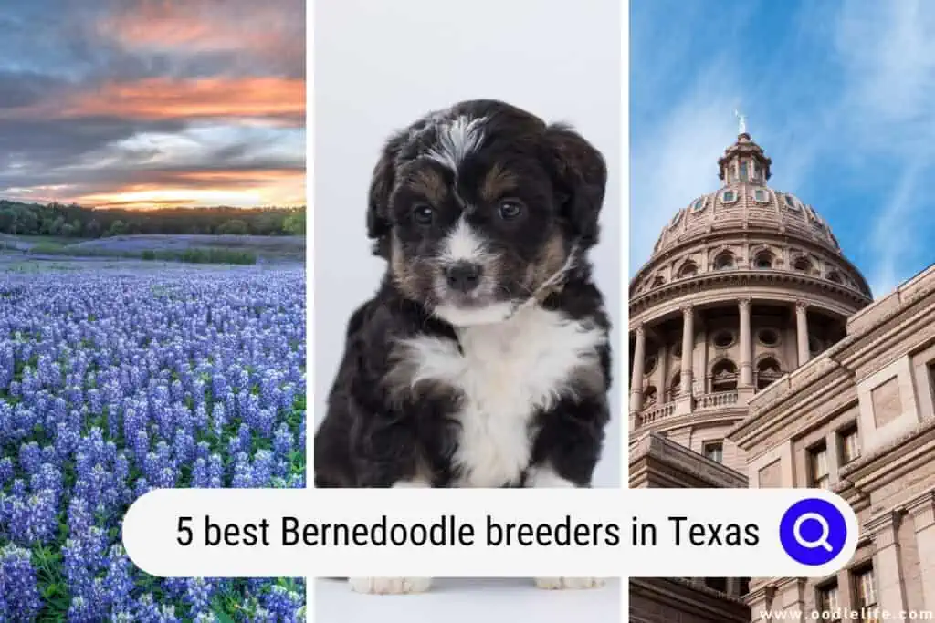 best Bernedoodle breeders in Texas