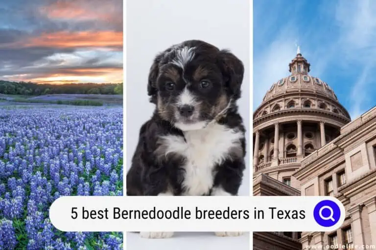 5 Best Bernedoodle Breeders in Texas (2023)