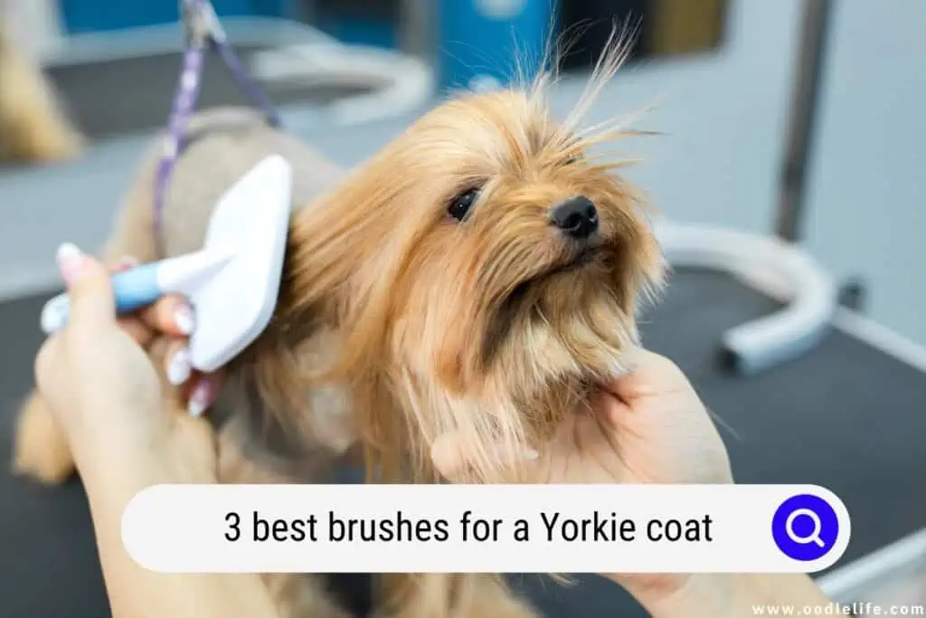 The 3 Best Brushes For A Yorkie Coat 2024 Oodle Life