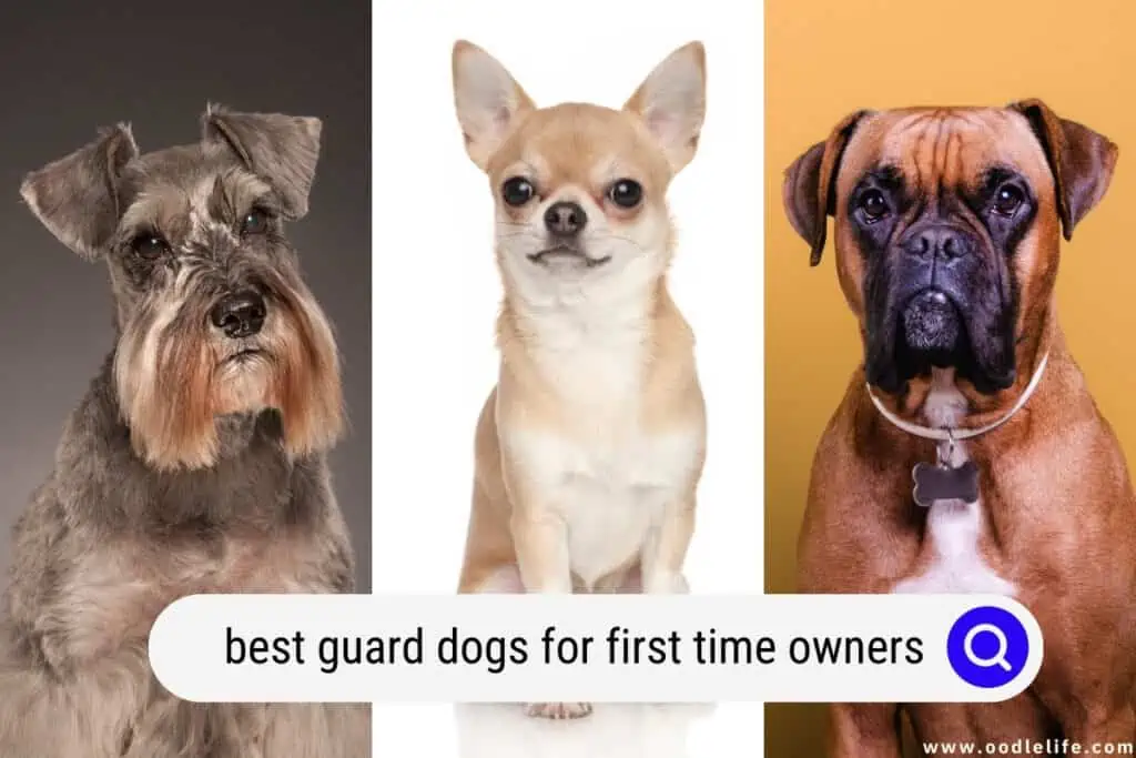 best guard dogs for first time owners