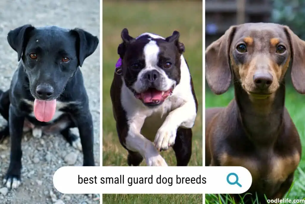 best small guard dogs pictures