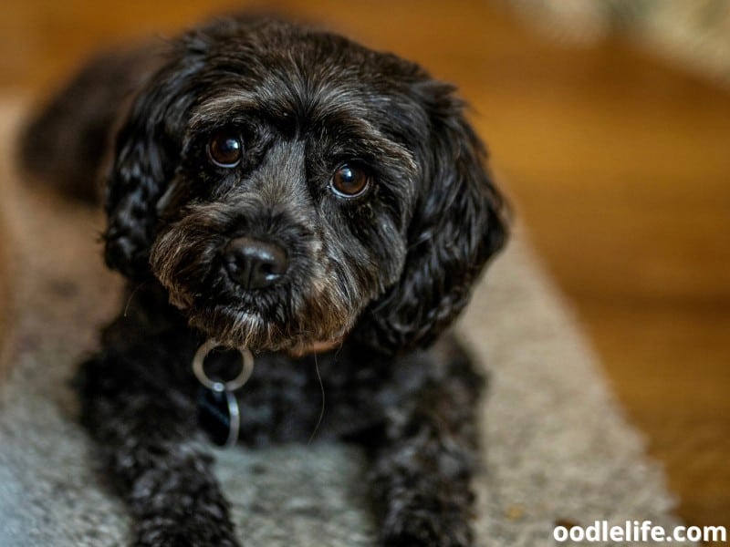 black Cavapoo puppy clear shot