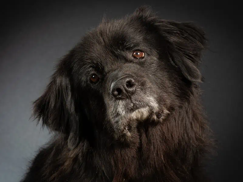 black dog head tilt