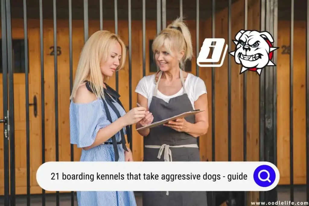 boarding kennels that take aggressive dogs
