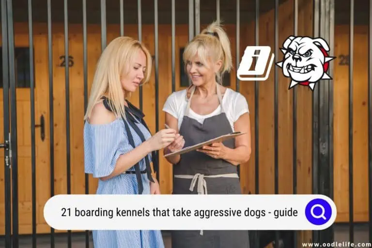 21 Boarding Kennels That Take Aggressive Dogs (2024 Guide)