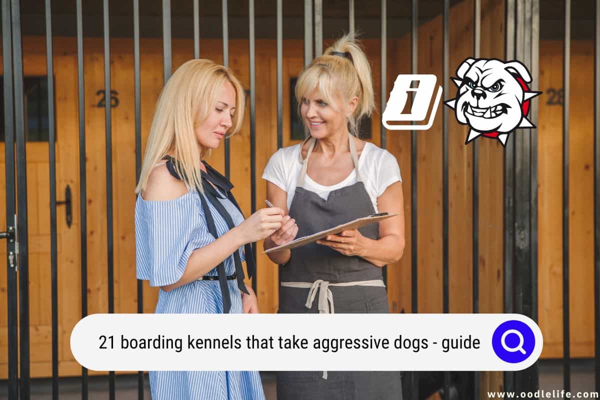 How to Board an Aggressive Dog