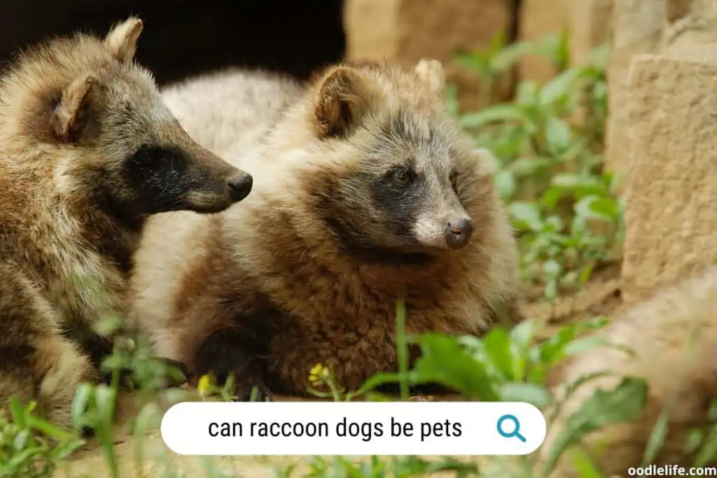can raccoon dogs be pets