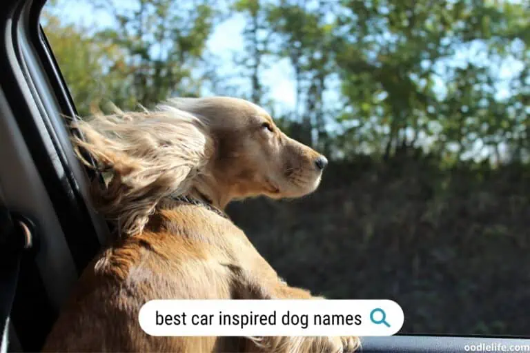64 Car Names for Dogs (Actually Good) Including F1, Movies, Classic Cars