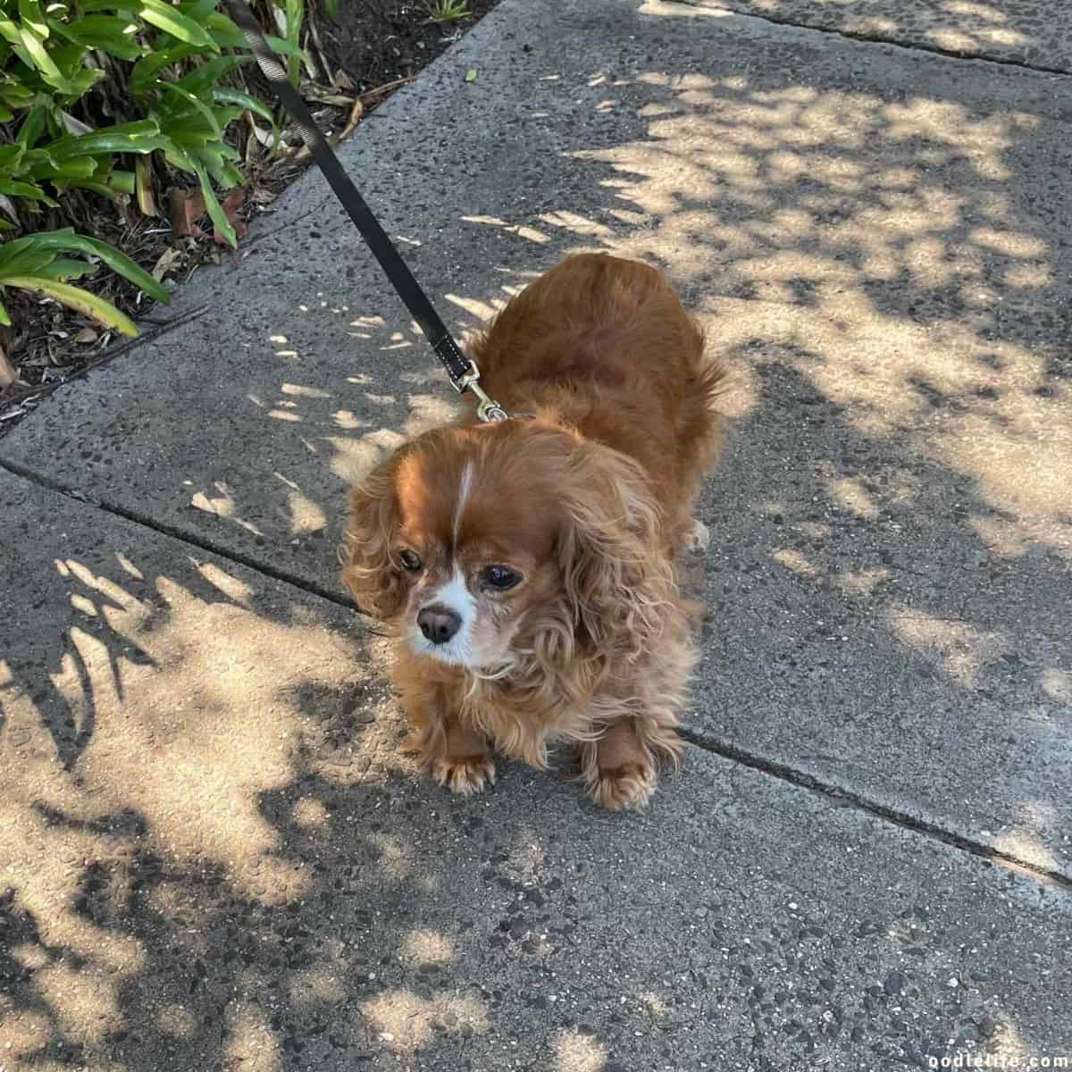 Cavalier King Charles Spaniel 2