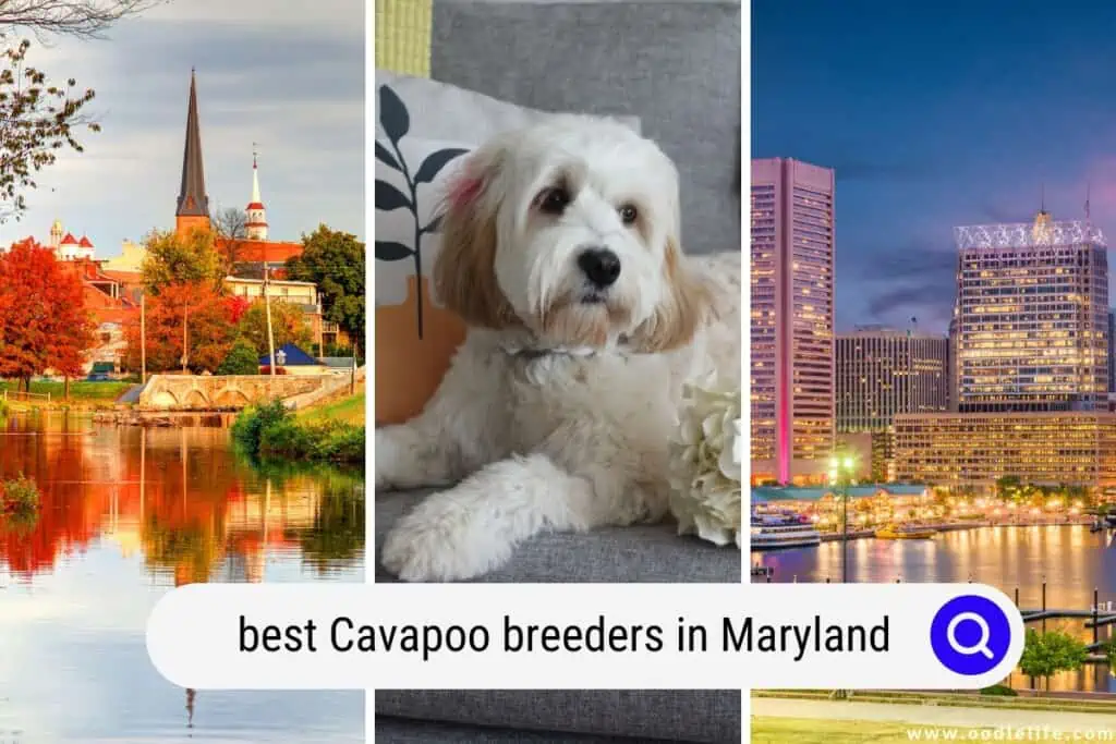 Cavapoo breeders in Maryland