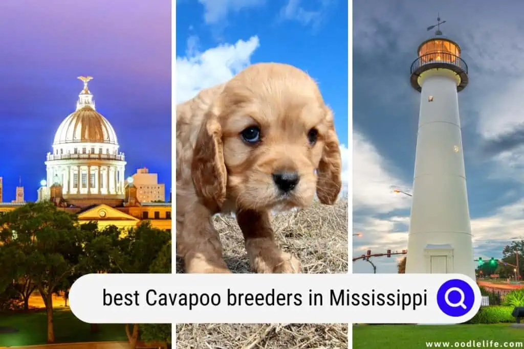 Cavapoo breeders in Mississippi