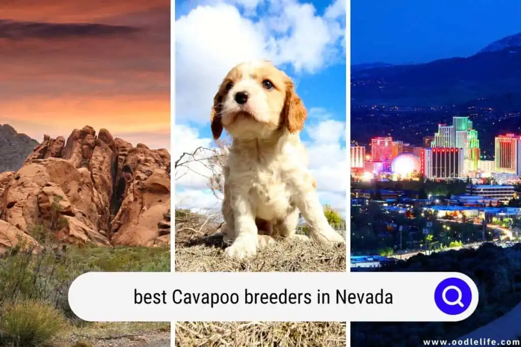 Cavapoo breeders in Nevada