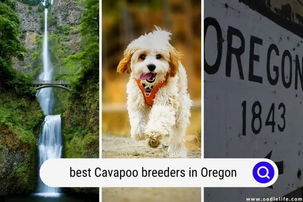 Cavapoo Breeders in Oregon