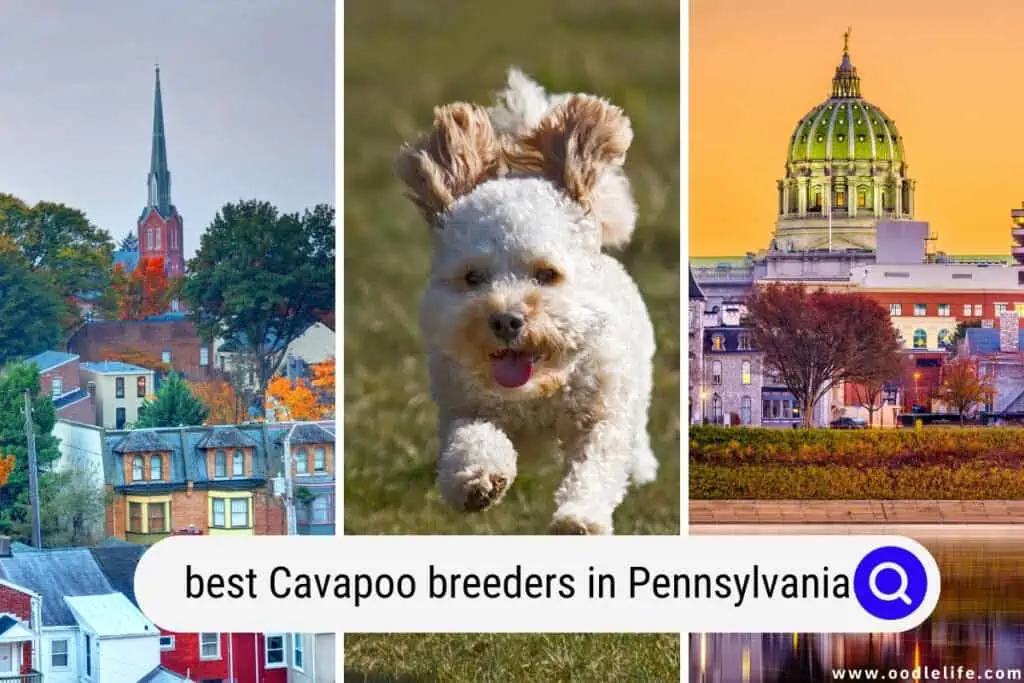 Cavapoo breeders in Pennsylvania
